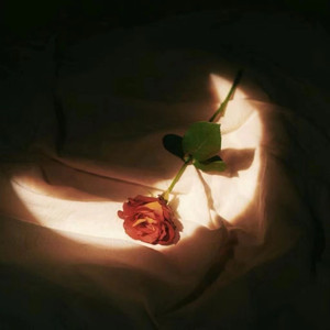 日本十八禁网址
